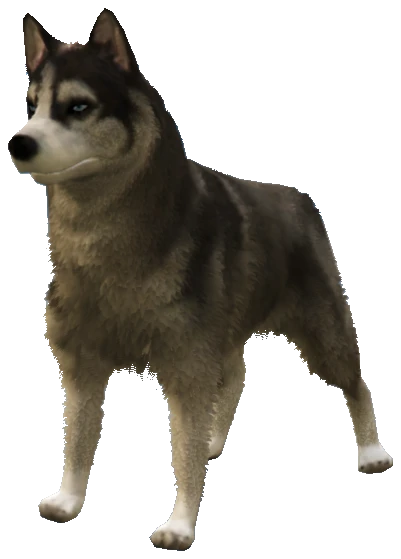 A_C_Husky