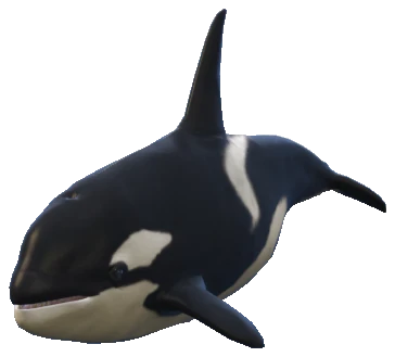 A_C_KillerWhale