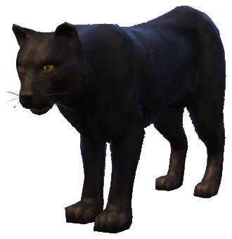 A_C_Panther