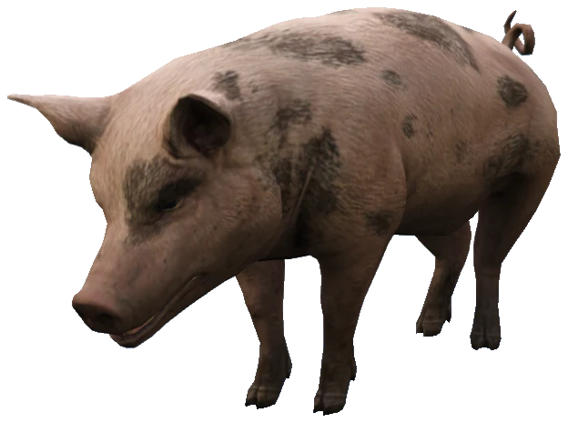 A_C_Pig