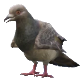 A_C_Pigeon
