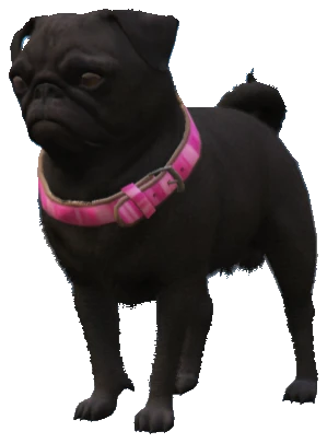 A_C_Pug