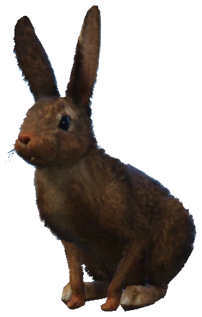 A_C_Rabbit_01