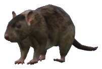 A_C_Rat