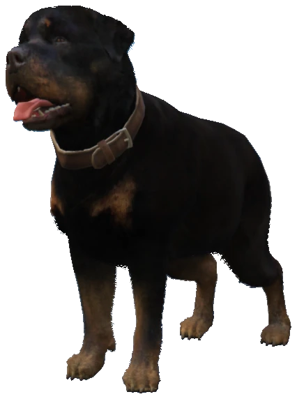 A_C_Rottweiler