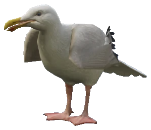 A_C_Seagull