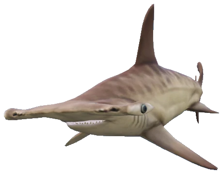 A_C_SharkHammer