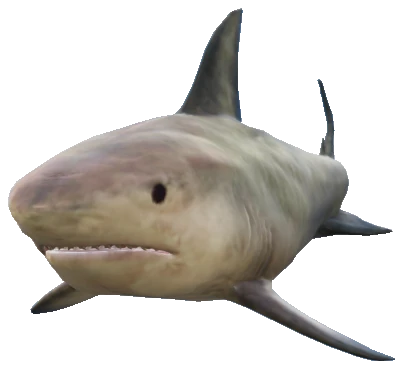 A_C_SharkTiger