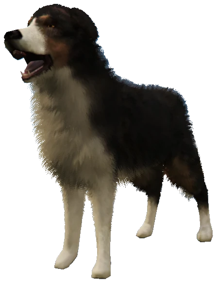 A_C_shepherd