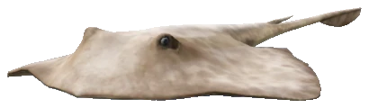 A_C_Stingray